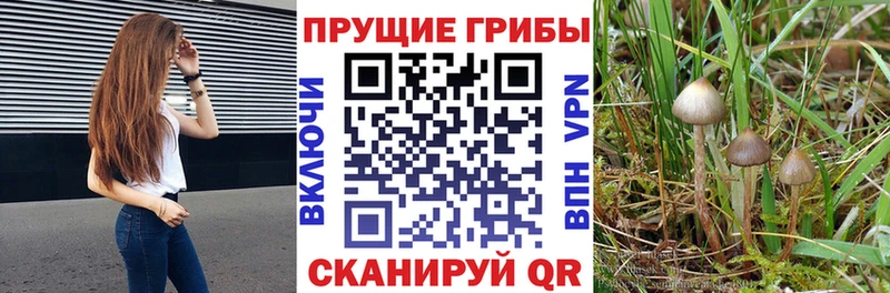 Псилоцибиновые грибы GOLDEN TEACHER блэк спрут сайт Ессентукская